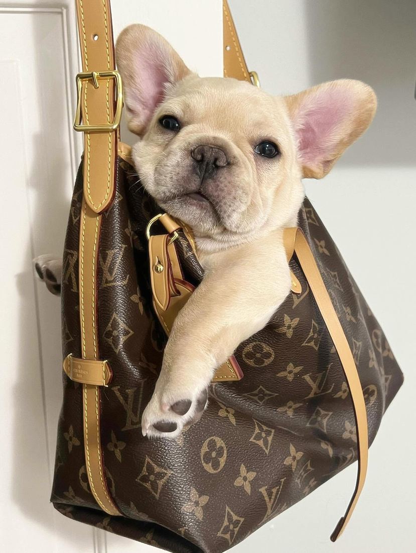 A MonRoyal Frenchies puppy