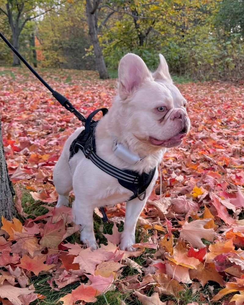 Samson
